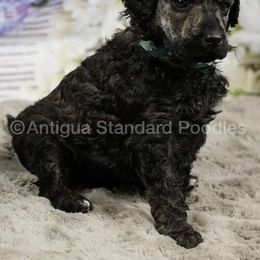 Poodle Puppies from Antigua Standard Poodles