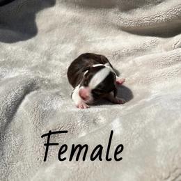Miami - Red female Aussiedoodle puppy in Cleveland, Tennessee from C&S Kennels