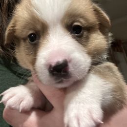 Whiskey ( Santa) - Red male Pembroke Welsh Corgi puppy in Orangevale, California from Corgis of the Heart
