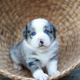 Aussiedoodle Puppies from Johnson’s Highland Pride Aussiedoodles