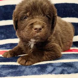 Newfoundland Puppies from Vermillion Newfoundlands
