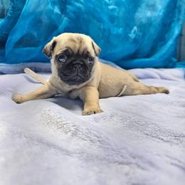 Baby boy c - Fawn male Pug puppy in Kodak, Tennessee from My Princess Pugs