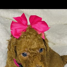 Poodle Puppies from Emmino Poodles