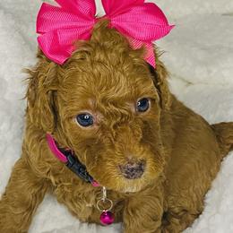 Poodle Puppies from Emmino Poodles