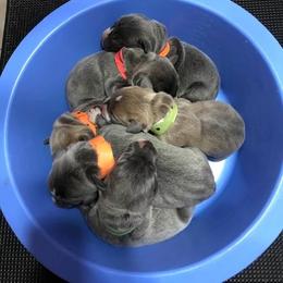 Mountain Cur Puppies from Walnut Ridge Mountain Curs