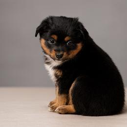 Ron - Black tri male Miniature American Shepherd puppy in Sanger, California from Flying M Cactus Ranch Buddies