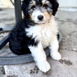 Teddy - Black tri-color male Aussiedoodle puppy in Grants Pass, Oregon from Woodwind Miniatures