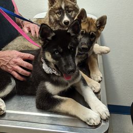 Siberian Husky Puppies from Funky Farm AKC Siberian Huskies Kennel