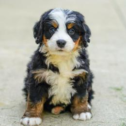 Ford - Tri-color male Bernedoodle puppy in Dundee, Ohio from Down Home Doodle