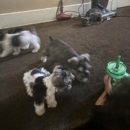 Miniature Schnauzer puppies from Mini Beard Buster Kennel