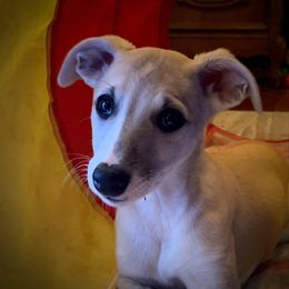 Whippet Puppies from Skyline Whippets