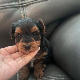 Girl 1 - Black and tan female Yorkipoo puppy in Silver Springs Shores, Florida from Top Notch Pupz