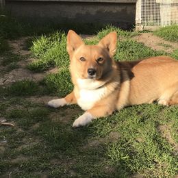 Pembroke Welsh Corgis from Precious Valley Corgi