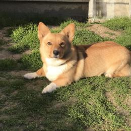 Pembroke Welsh Corgis from Precious Valley Corgi