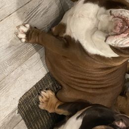 MU - Bulldog