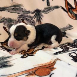 Woodstock - Black and tan male Pembroke Welsh Corgi puppy in Hillsville, Virginia from Bonderosa Kennels