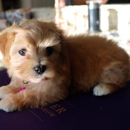Goldilocks - female Havanese puppy in Hamptonville, North Carolina from Alabama Havanese Kennel Tidewater Kennel
