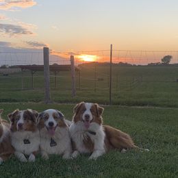 Australian Shepherds from Top Draft Genetics