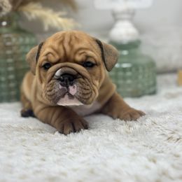 Reese (BOY) - Red brindle and white male Bulldog puppy in Wagoner, Oklahoma from Bre's Bulldogs