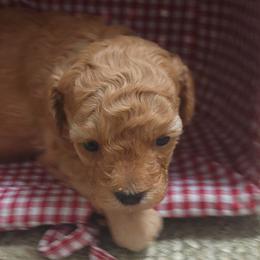 Poodles from Kraus/Colley Poodles