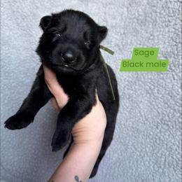 Sage - Black seal male German Shepherd puppy in New Cambria, Missouri from Des Hausraben Shepherds