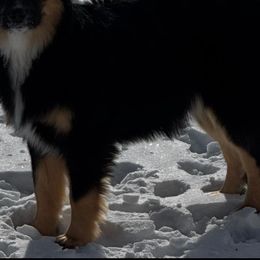Kidd - Black tri female Miniature Australian Shepherd puppy in Kim, Colorado from KNJ Aussies