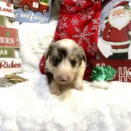 Border Collie and Jack Russell Terrier Puppies from CP FARMS BORDER COLLIES N JACKS CORP