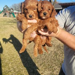 Goldendoodle Puppies from Teddy Doods