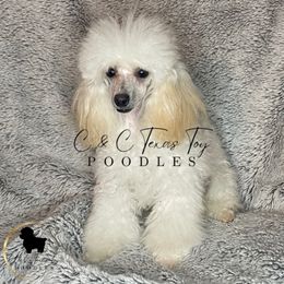 Snowman - Poodle