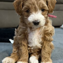 Goldendoodle Puppies from Griffitts Doodles