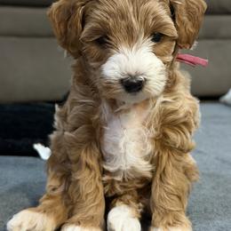 Goldendoodle Puppies from Griffitts Doodles