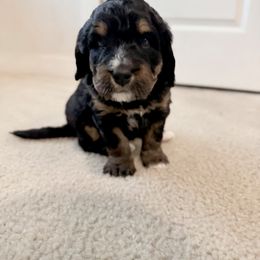 Bernedoodle Puppies from Dashing Doodles