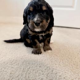 Bernedoodle Puppies from Dashing Doodles