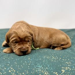 Mae - Apricot female Australian Labradoodle puppy in Sacramento, California from Little Farmstead Labradoodles