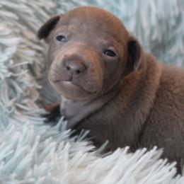 Opalite - Blue female Italian Greyhound puppy in Lancaster, Texas from Lopez G Kennel