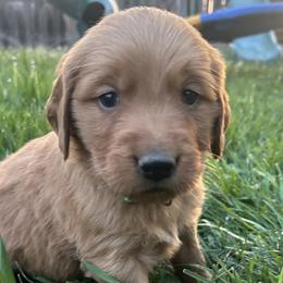 Boy 3 - Dark golden male Golden Retriever puppy in Pocatello, Idaho from Royal Red Retrievers