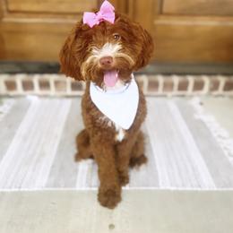 Knox - Goldendoodle