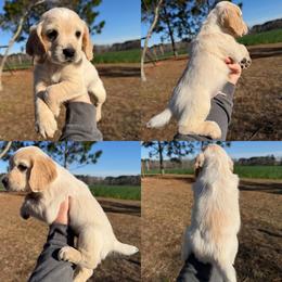 Lemon Roan Boy - Lemon roan male English Cocker Spaniel puppy in Millen, Georgia from Pine Hill Kennels