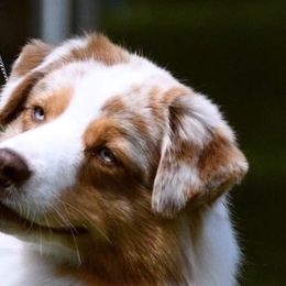 Kaycei - Australian Shepherd