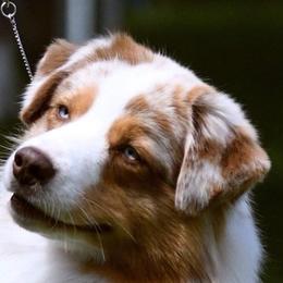 Kaycei - Australian Shepherd