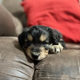 Boomer - Black phantom male Aussiedoodle puppy in Warrensburg, Missouri from Dreamer Ridge Puppies