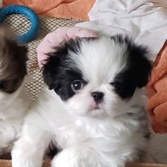 Stripe - Black and white female Japanese Chin puppy in Laureldale, Pennsylvania from Wyndgate Japanese Chin
