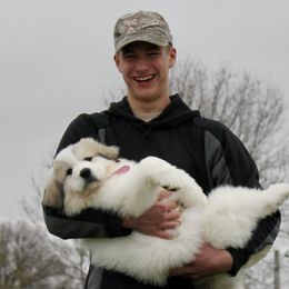 Great Pyrenees Puppies from White O'Morn Farm AKC Great Pyrenees
