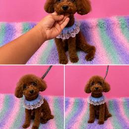 Lil Man - Red  male Poodle puppy in Bridgeport, Texas from KM AKC Toy poodles