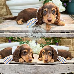 Dachshund, Goldendoodle, and Sheepadoodle Puppies from Doodles & Doxies