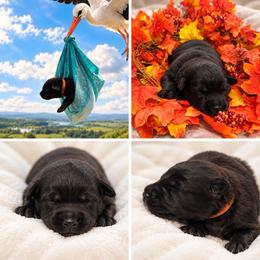 Orange Collar Male, Fall - Black male Shiloh Shepherd puppy in Griffin, Georgia from Orchard Hills Shilohs