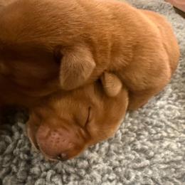 Girl 3 - Yellow female Labrador Retriever puppy in Remsen, New York from Lake Julia Labradors
