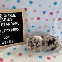 Blue Merle F - Joy - Blue merle female Australian Shepherd puppy in Cotati, California from Tried and True Aussies