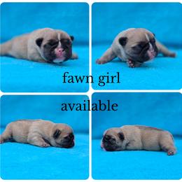 Fawn girl - Fawn female French Bulldog puppy in Polk City, Florida from Best Friend Frenchies, LLC