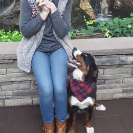 Bernese Mountain Dog All Grown Up from Bernese Mountain Railway